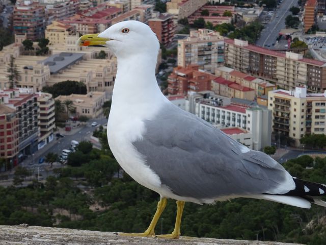Alicante
